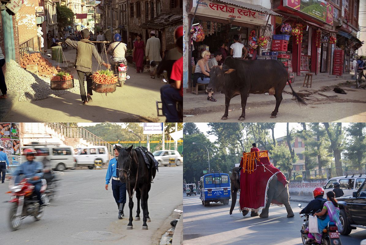 Kathmandu 03 05 Kathmandu Street Scenes, Man Carrying Carrots, Holy Cow, Horse, Elephant Once you leave the tourist streets of Thamel, you get to see some of the normal life of Kathmandu people, but some of this is slowly disappearing as Kathmandu becomes more modern. Kathmandu is mainly a Hindu city and that means that the scared cow is free to wander freely. The police sometimes walk with their horses in the busy Kathmandu streets. I even saw an elephant walking down a busy Kathmandu street.